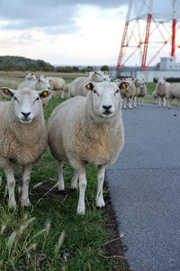 Sheep standing in a field