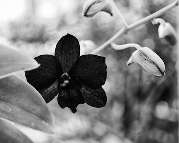 Close-up of flower blooming outdoors