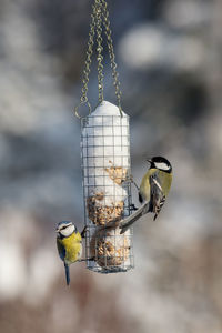 Close-up of bird perching on feeder