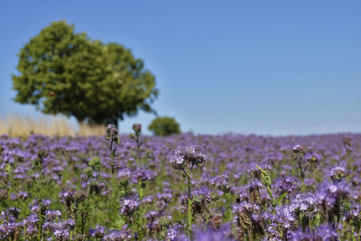 Close-up of insect on purple flowering plant