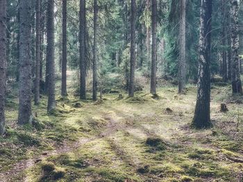 Trees growing in forest