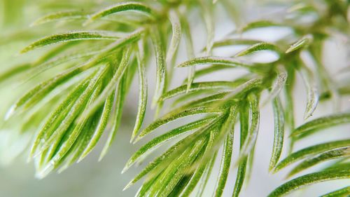 Close-up of green leaves