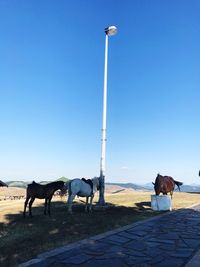 Horses standing against clear sky