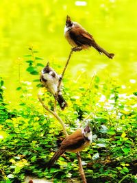 Bird perching on plant