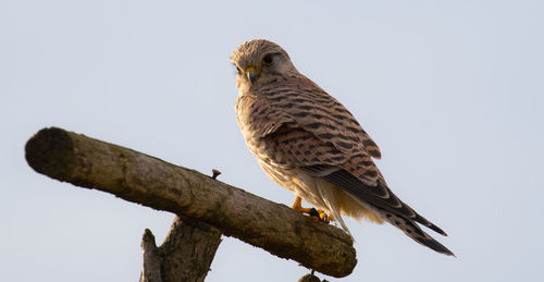 Low angle view of owl perching against clear sky
