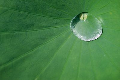 High angle view of dew drops on leaf