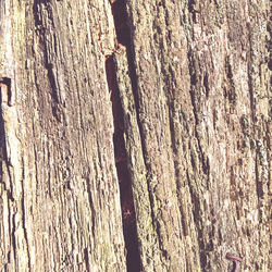 Full frame shot of tree trunk