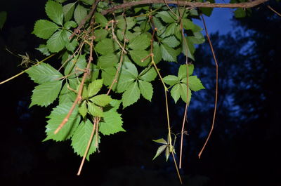 Close-up of leaves against blurred background