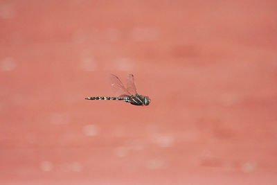 Close-up of insect