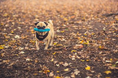 Dog sitting on a field