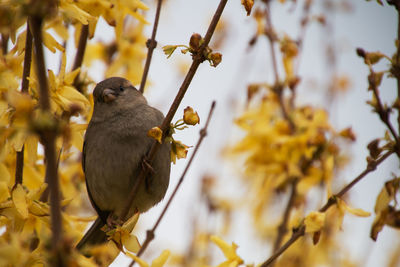 Close-up of bird perching on tree