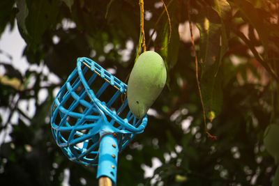Close-up of fruit growing on tree