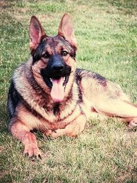 Portrait of dog on grassy field