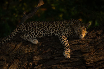 Close-up of leopard