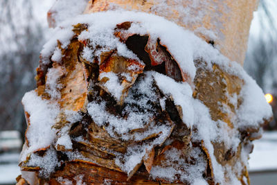 Close-up of snow covered rusty metal