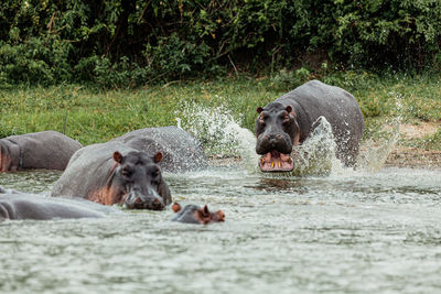 Horses in the river