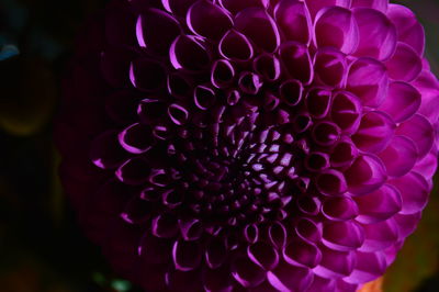 Close-up of purple flowering plant