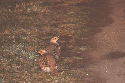 High angle view of two birds on land