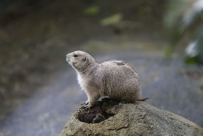 Prairie dog on rock