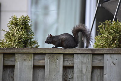 Squirrel sitting on top of the fence 