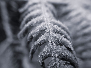 Close-up of frozen leaves during winter