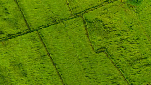 Aerial view of green rice field texture background. rice plants bend down to cover ground 