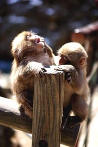 Close-up of monkeys on wooden fence