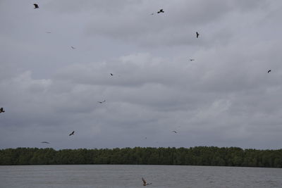 Birds flying over lake against sky