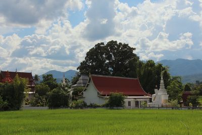 Rice paddy on field against buddhist temple