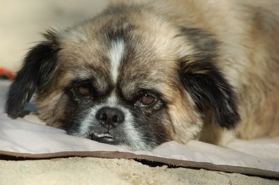 Close-up portrait of dog