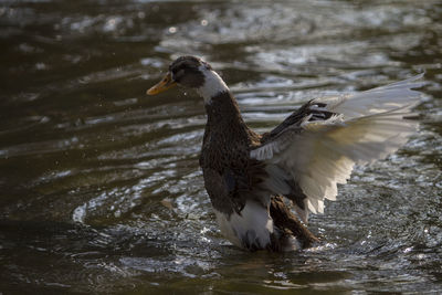 Bird in water