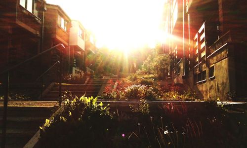 Sun shining through trees in yard