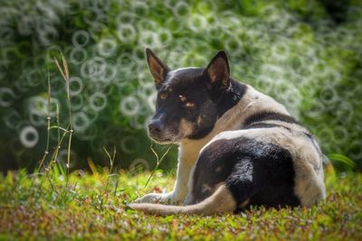 View of dog relaxing on field