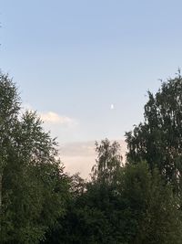 Trees growing on field against sky