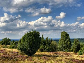 Trees growing on field against sky