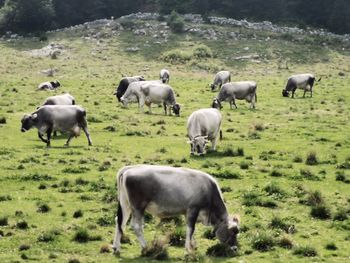 Horses in a field