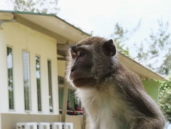 Close-up of an monkey looking away