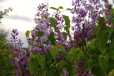 Close-up of purple flowering plants