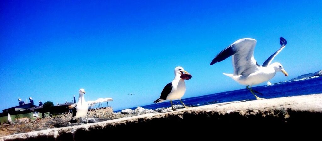 bird, animal themes, blue, seagull, animals in the wild, wildlife, clear sky, perching, sea, copy space, one animal, water, railing, nature, day, sea bird, beach, horizon over water, outdoors, full length