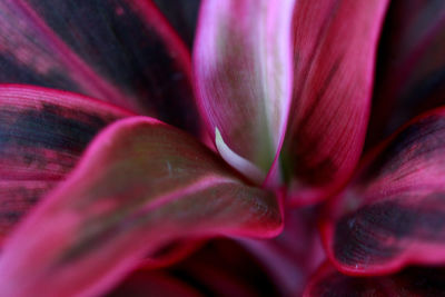 Full frame shot of pink rose flower