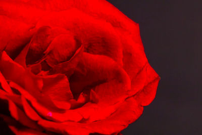 Close-up of red rose against black background