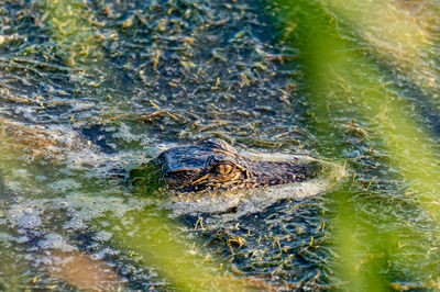 High angle view of turtle swimming in lake