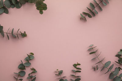 High angle view of leaves on white background