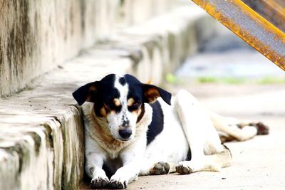 Portrait of dog