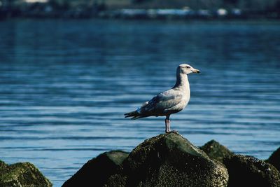 Seagull perching on rock by lake