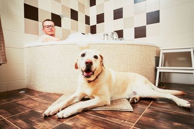 Dog relaxing on hardwood floor in bathroom at home