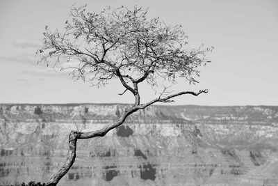 Bare tree against clear sky