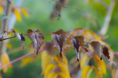 Close-up of dry leaves on yellow flowering plant