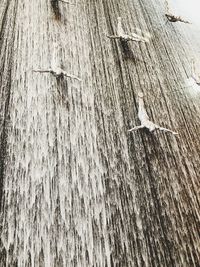 Close-up of bird on tree trunk