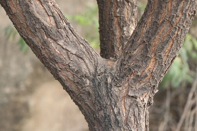 Close-up of tree trunk in forest